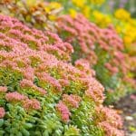 3 fleurs idéales pour créer une bordure qui tient sans arrosage