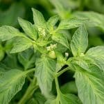 Ce geste à éviter absolument sur les tomates début juin, selon un jardinier pro