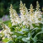 Cette plante ne doit jamais être taillée en juin sous peine de perdre sa floraison