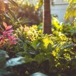 Créer un jardin luxuriant sans engrais chimiques : les bases à connaître