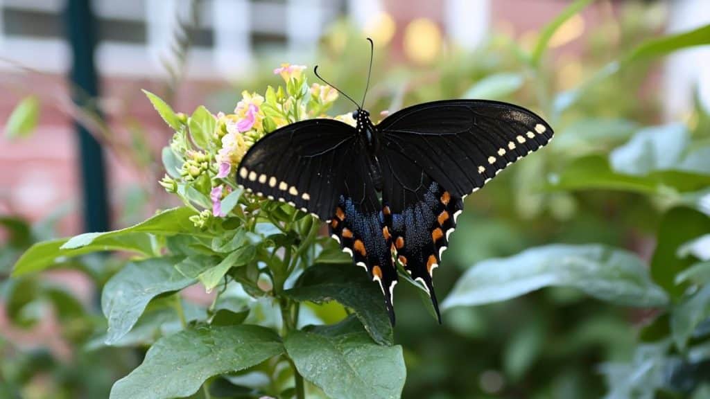 Début juin, c’est la période idéale pour attirer les pollinisateurs au potager