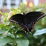 Début juin, c’est la période idéale pour attirer les pollinisateurs au potager