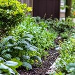 Les engrais naturels à préparer en ce moment pour booster les sols fatigués