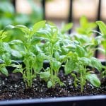 Les salades repiquées les premiers jours de juin résistent bien aux montées en graine