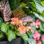 Que couper et que laisser pousser pour un jardin sans entretien