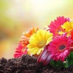 Que faire au jardin le 1er juin ? 5 gestes simples pour un mois fleuri