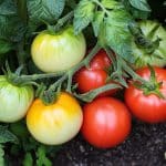 Sur les tomates, un pincement stratégique en juin favorise les fruits