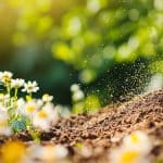 Une fleur à semer début juin pour transformer un massif en moins de 30 jours