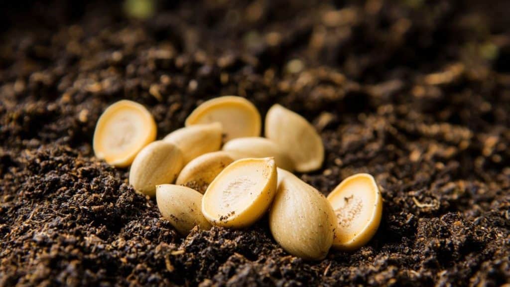 Évitez de planter les courges après le 3 juin : elles supportent mal la chaleur